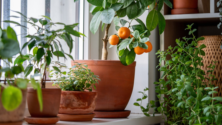 An orange tree and other container plants line a sunny window sill.