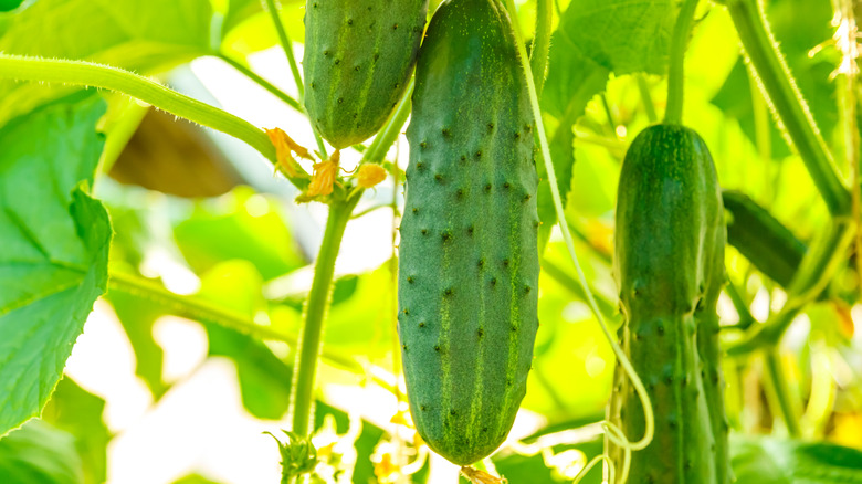 Fresh cucumber hanging from a vine