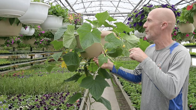 Man explaining his cucumber hanging basket setup
