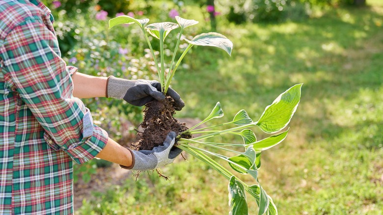 A woman holds a dug-up hosta plant in two hands, splitting it apart.