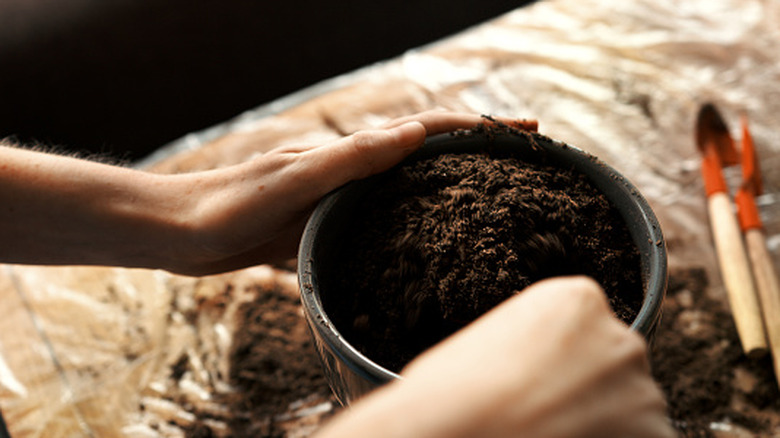 A woman adds soil to a container