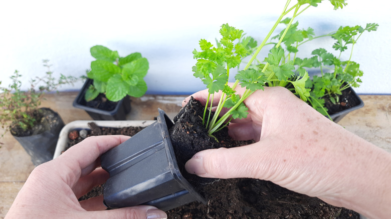 How To Grow Parsley In Containers For A Flavorful Harvest Just About Anywhere