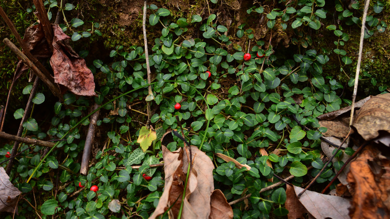 Partridge berry plant on the forest floor