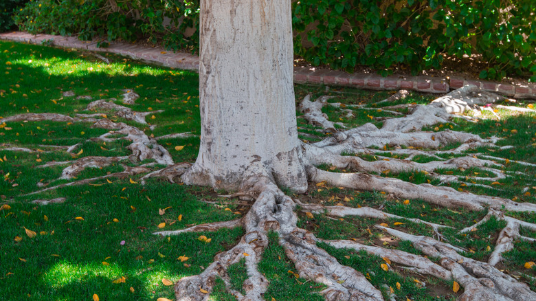 Tree with large surface roots