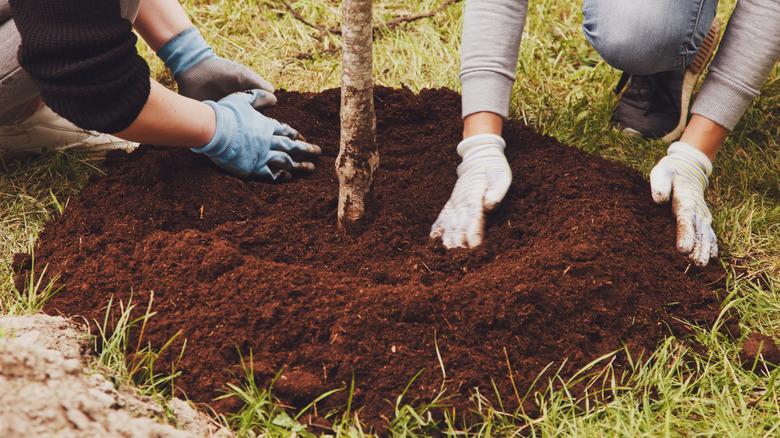 People adding soil around a tree