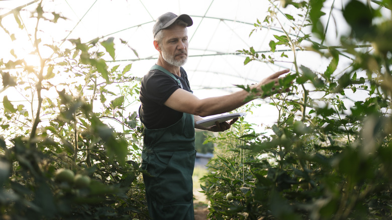Man inspecting tomato plants inside a greenhouse