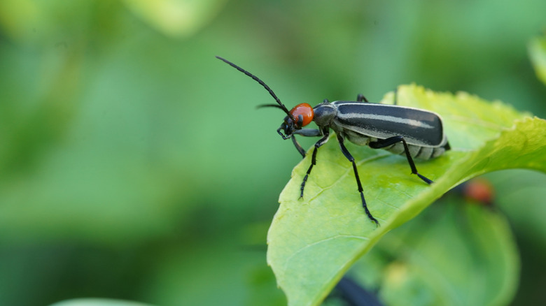 Striped blister beetle on a green leaf