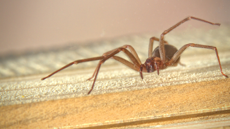 A brown recluse spider crawling across a wooden board
