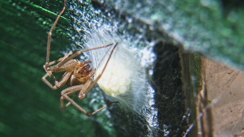 Brown recluse spider guarding an egg sac