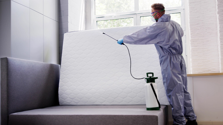 An exterminator treating a mattress for bed bugs by a window