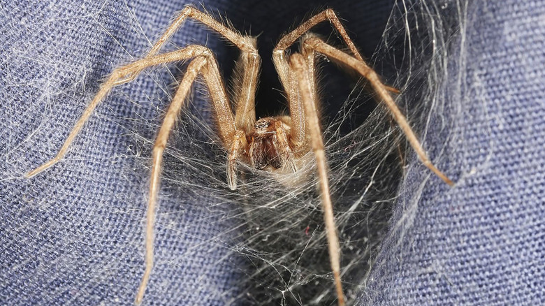 Brown recluse spider building a web