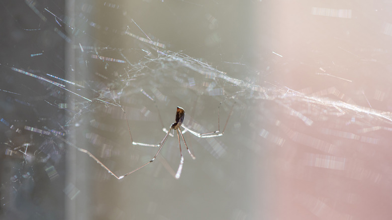 Cellar spider in its web