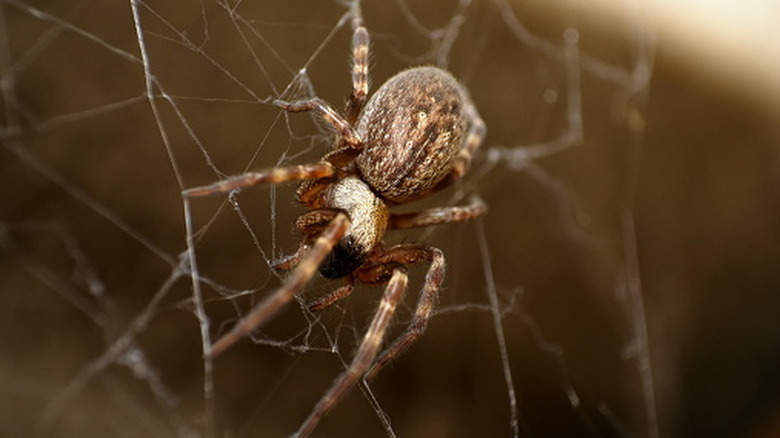 House spider building a messy web