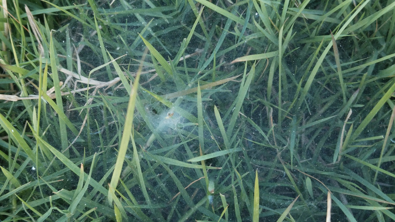 Sheet web woven over grass