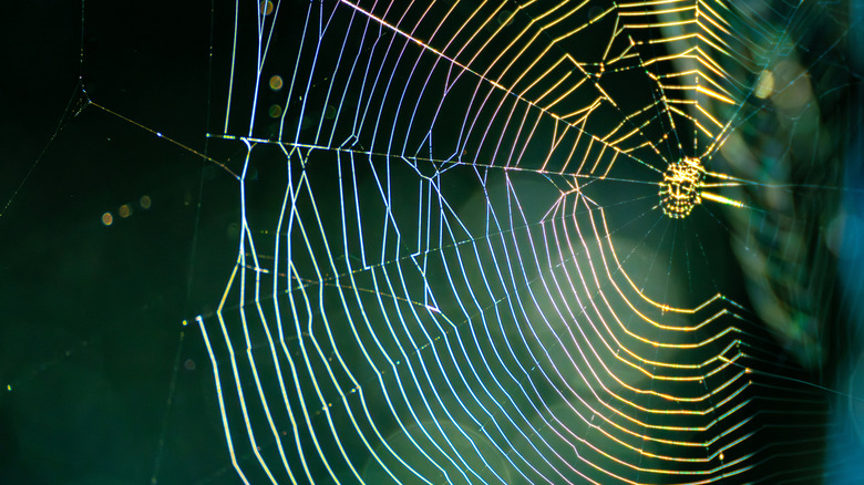 Sunlight falling on a closeup image of a spider web