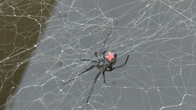 Large black widow spider building a web
