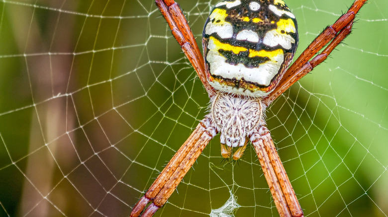 Orb weaver spider creating a web