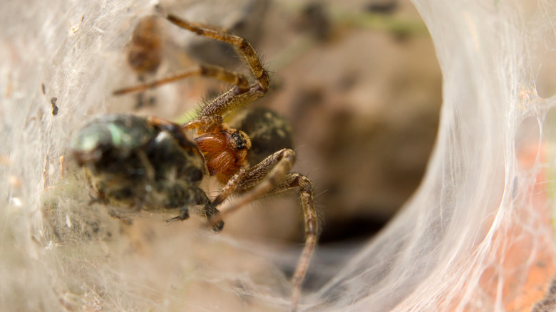 Hobo spider in its funnel web