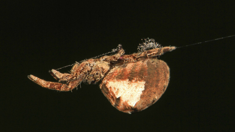 Closeup of triangle weaver spider