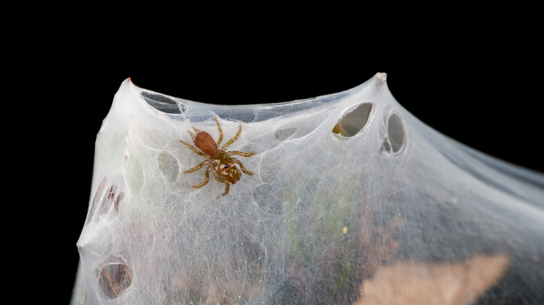Purseweb spider making web in tree