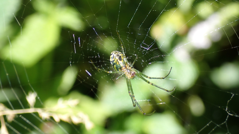 Orchard web weaver spider in its webs