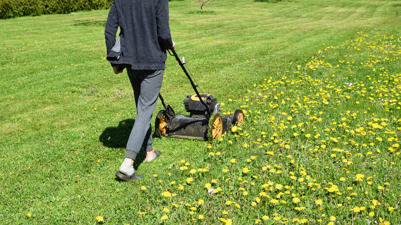 Man mowing a lawn with dandelions
