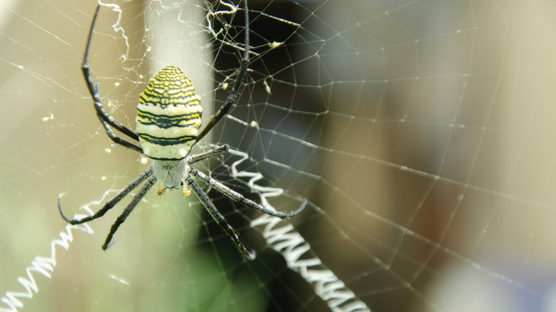 Orb-weaver spider waiting in her zigzag web.