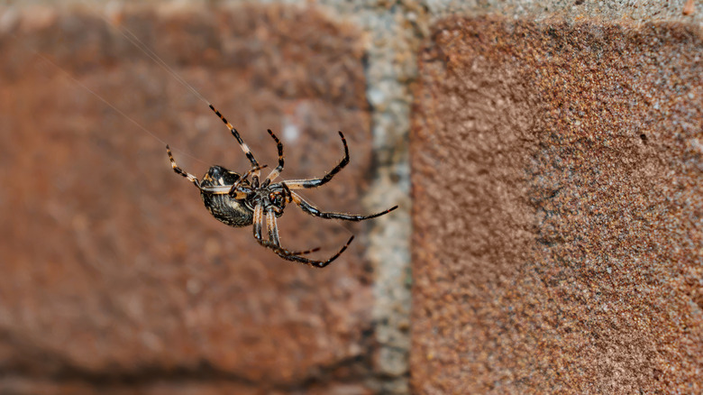 Orb-weaver spider hanging on a web by brick