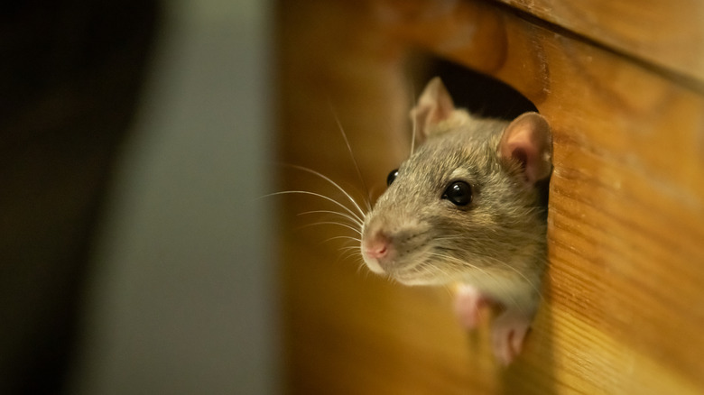 Gray rat crawling out from wooden furniture