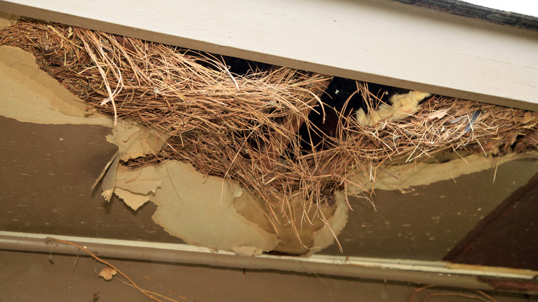 a rat nest in the roof of house