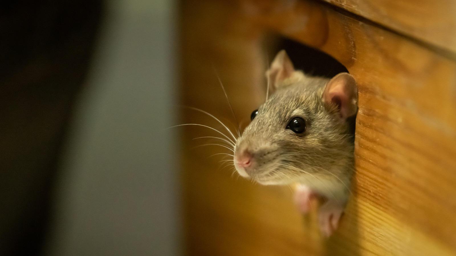 Rat Nests Look Different: Here's How To Identify One In Your Home Or Garage