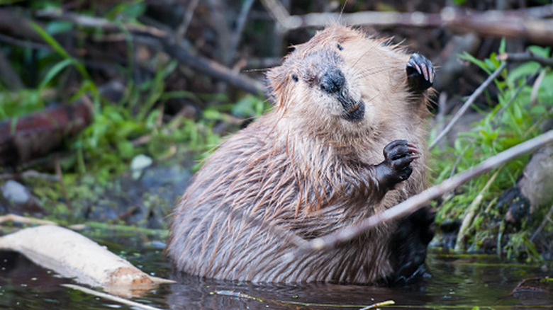 A beaver in the water near grassy area