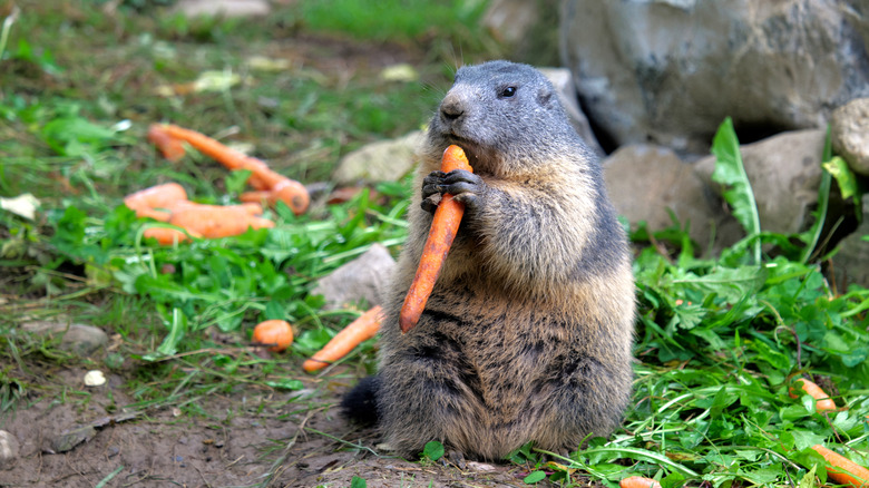 A groundhog eating carrot outside