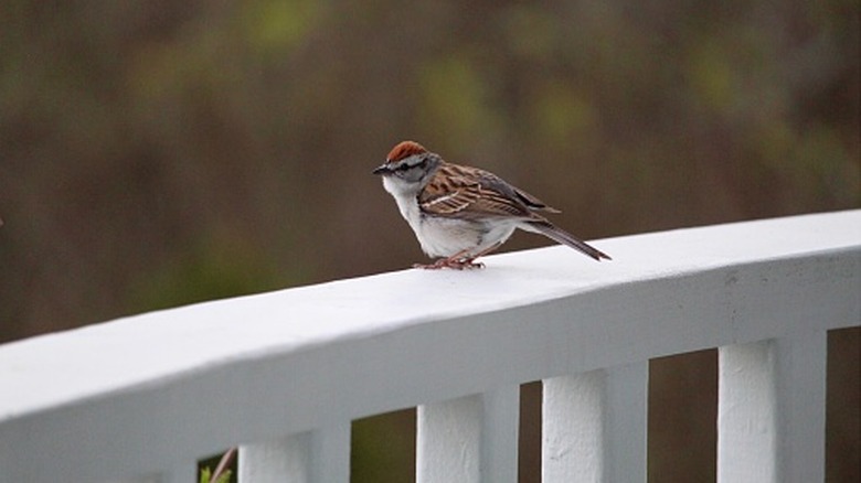 Small brown bird perched on a porch railing.