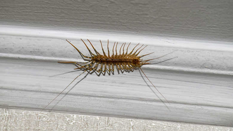 centipede on house wall