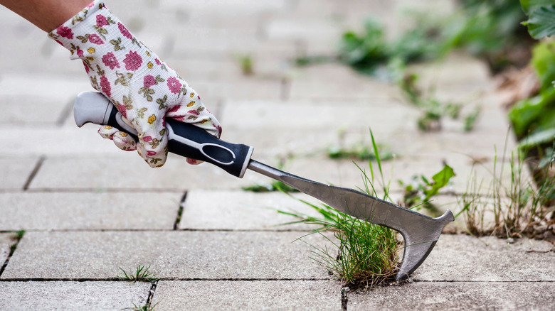 A person wearing a floral gardening glove uses a spade to remove grass from between pavers