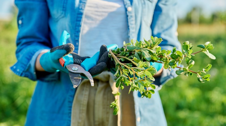 Close-up of a purslane plant in hands of a gardener