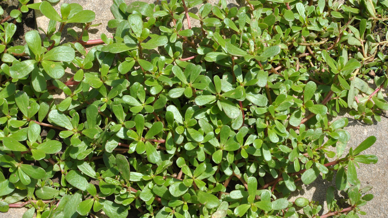Common purslane growing weedy in a yard