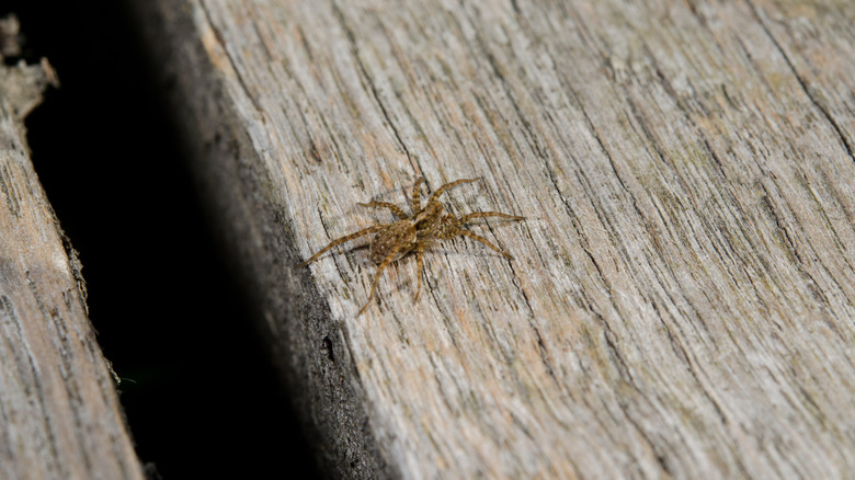 Spider crawling through cracks in floorboards