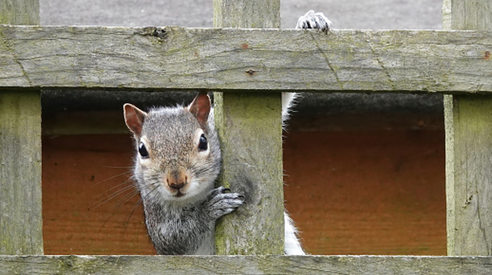 How To Keep Squirrels At Bay By Planting A Flower That's Fast Growing