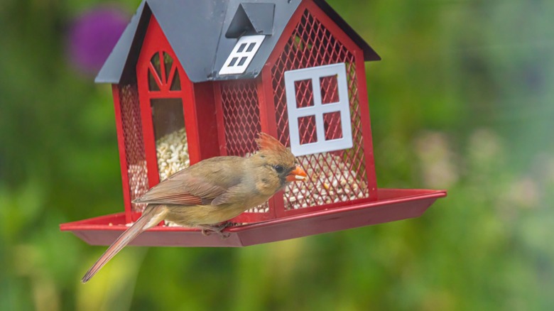Female cardinal feeding on safflower seeds in a hanging bird feeder