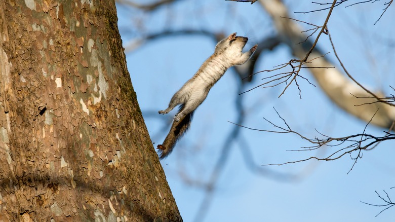 Eastern gray squirrel jumping from a tree trunk to a branch