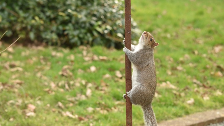 Gray squirrel climbing a bird feeder pole