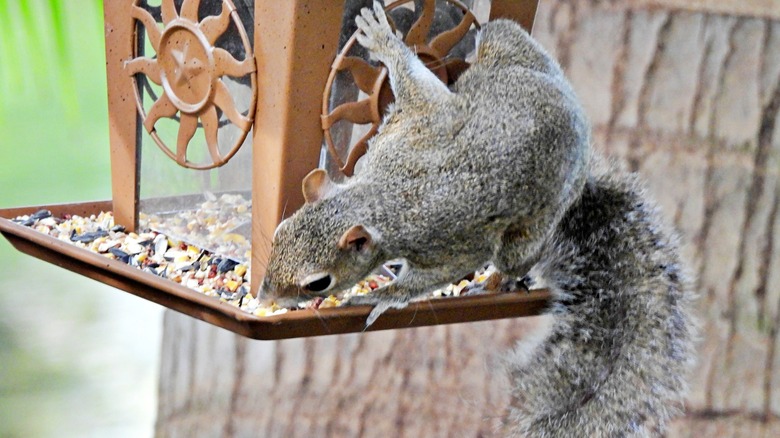 Gray squirrel poaching seeds from a bird feeder