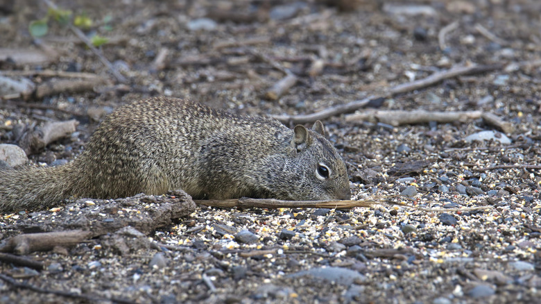 A squirrel eating on bird seed on the ground.
