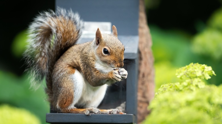 Squirrel sitting on a wooden feeder eating seeds