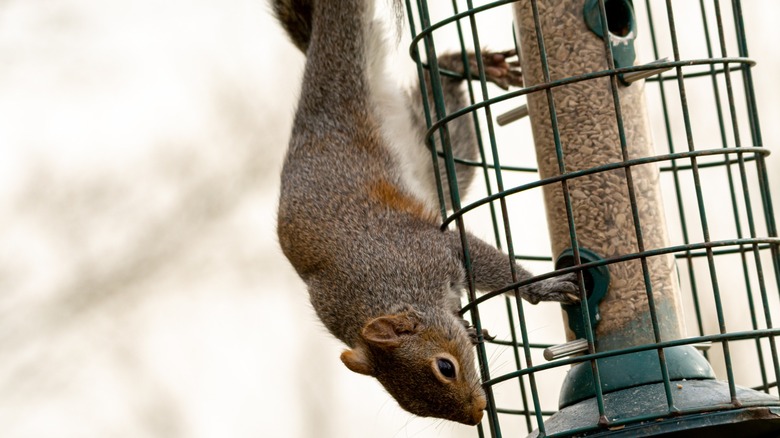 Gray squirrel trying to reach bird seed through a protective cage