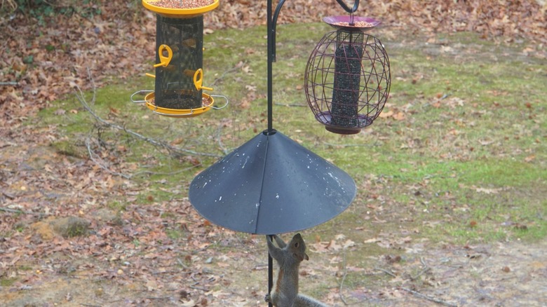 Squirrel trying to climb a bird feeder pole with a baffle
