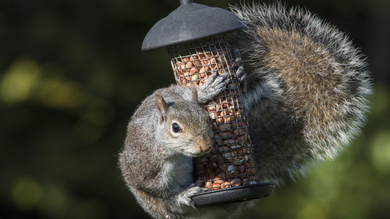 Squirrel on a bird feeder