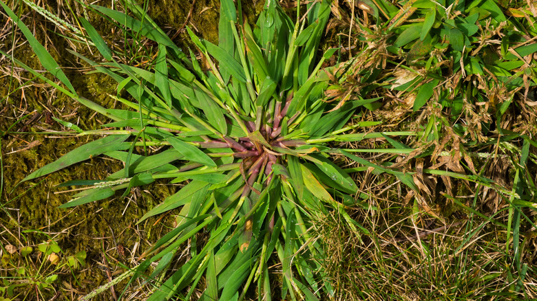 Close-up of crabgrass in lawn